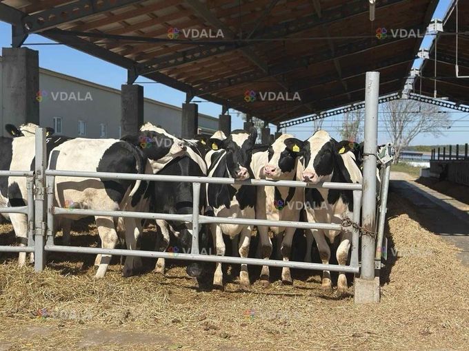 Продаж племінних нетелей породи Голштин - VDALA.PRO