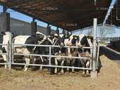 Продаж племінних нетелей породи Голштин - VDALA.PRO - 1