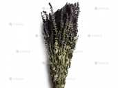 Шалфей Луговой Трава Пучок Шалфей Луговой Трава Пучок - VDALA.PRO - 1