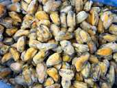 Мясо мидий 200/300 1 кг (Чили) Мясо мидий 200/300 1 кг (Чили) - VDALA.PRO - 1