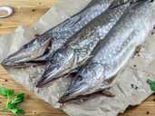 Щука вяленая, 200-400гр\шт Щука вяленая, 200-400гр\шт - VDALA.PRO - 1