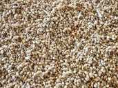 Сорго для подкормки синиц, воробьёв, голубей и птиц - VDALA.PRO - 1