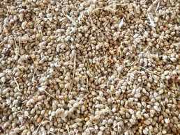 Сорго для подкормки синиц, воробьёв, голубей и птиц - VDALA.PRO