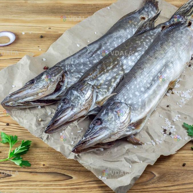 Щука вяленая, 200-400гр\шт Щука вяленая, 200-400гр\шт - VDALA.PRO