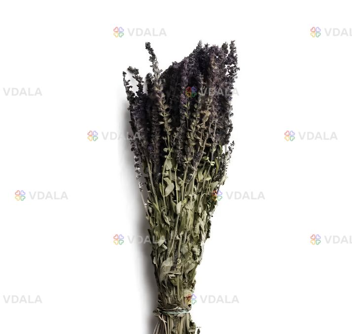 Шалфей Луговой Трава Пучок Шалфей Луговой Трава Пучок - VDALA.PRO