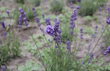Саженцы лаванды - VDALA.PRO