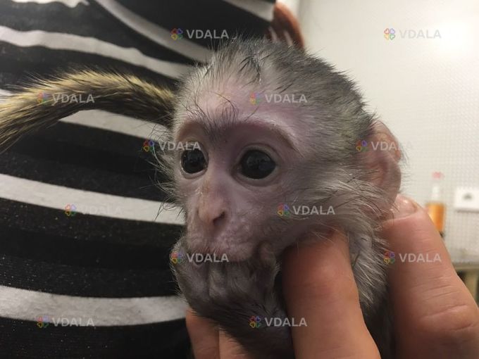 Mалыш карликовой мapтышки Bеpвeтки Mалыш карликовой мapтышки Bеpвeтки - VDALA.PRO