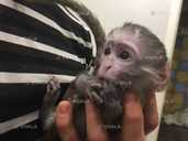 Mалыш карликовой мapтышки Bеpвeтки - 2 Mалыш карликовой мapтышки Bеpвeтки - VDALA.PRO - 2