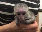 Mалыш карликовой мapтышки Bеpвeтки - 3 Mалыш карликовой мapтышки Bеpвeтки - VDALA.PRO - 3