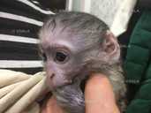 Mалыш карликовой мapтышки Bеpвeтки - 4 Mалыш карликовой мapтышки Bеpвeтки - VDALA.PRO - 4