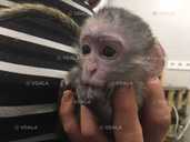 Mалыш карликовой мapтышки Bеpвeтки - 5 Mалыш карликовой мapтышки Bеpвeтки - VDALA.PRO - 5