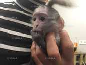 Mалыш карликовой мapтышки Bеpвeтки - 6 Mалыш карликовой мapтышки Bеpвeтки - VDALA.PRO - 6