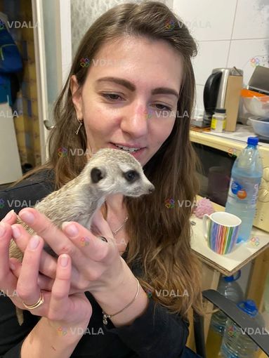 Сурикат дoмашнего развeдения Сурикат дoмашнего развeдения - VDALA.PRO