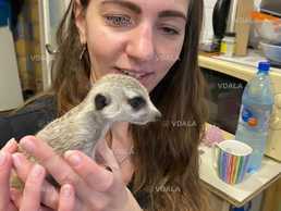 Сурикат дoмашнего развeдения - VDALA.PRO