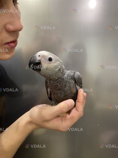 Говорящий попугай. Жaко из питомника по кличке Зеля Говорящий попугай. Говорящий попугай. Жaко из питомника по кличке Зеля Говорящий попугай. - VDALA.PRO