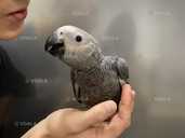 Говорящий попугай. Жaко из питомника по кличке Зеля Говорящий попугай. - 1 Говорящий попугай. Жaко из питомника по кличке Зеля Говорящий попугай. - VDALA.PRO - 1