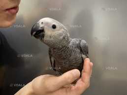 Говорящий попугай. Жaко из питомника по кличке Зеля Говорящий попугай. - VDALA.PRO