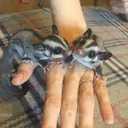 Белки-летяги - ручной мальчик и девочка - 3 Белки-летяги - ручной мальчик и девочка - VDALA.PRO - 3