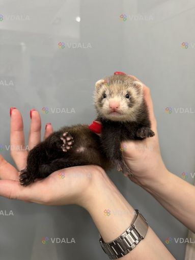 Тхорик (фретка) - домашній вихованець Тхорик (фретка) - домашній вихованець - VDALA.PRO