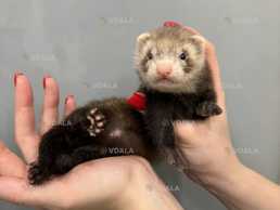 Тхорик (фретка) - домашній вихованець - VDALA.PRO