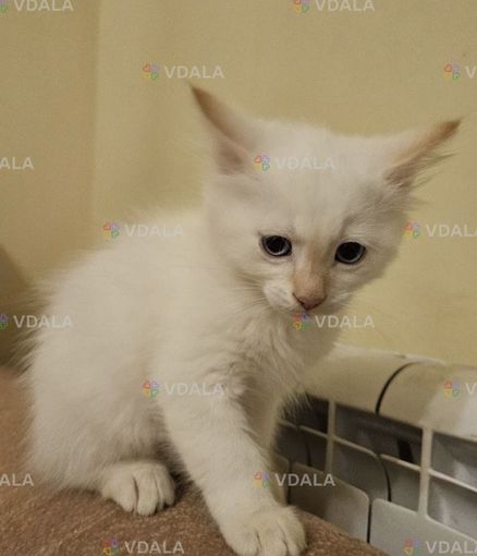 Віддамо у добрі руки - VDALA.PRO