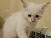 Віддамо у добрі руки - VDALA.PRO - 1