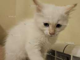 Віддамо у добрі руки - VDALA.PRO