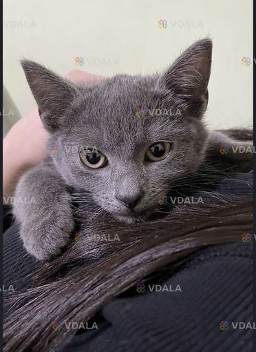 Віддамо котика в добрі руки Віддамо котика в добрі руки - VDALA.PRO