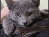 Віддамо котика в добрі руки - 1 Віддамо котика в добрі руки - VDALA.PRO - 1