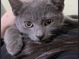 Віддамо котика в добрі руки - VDALA.PRO