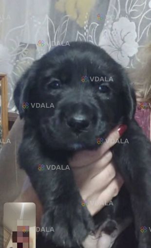 Віддам цуценят метисів Лабрадора у добрі руки Віддам цуценят метисів Лабрадора у добрі руки - VDALA.PRO
