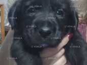 Віддам цуценят метисів Лабрадора у добрі руки - 1 Віддам цуценят метисів Лабрадора у добрі руки - VDALA.PRO - 1