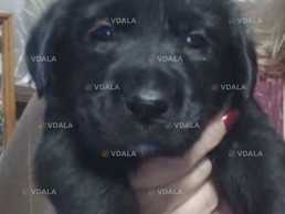 Віддам цуценят метисів Лабрадора у добрі руки - VDALA.PRO