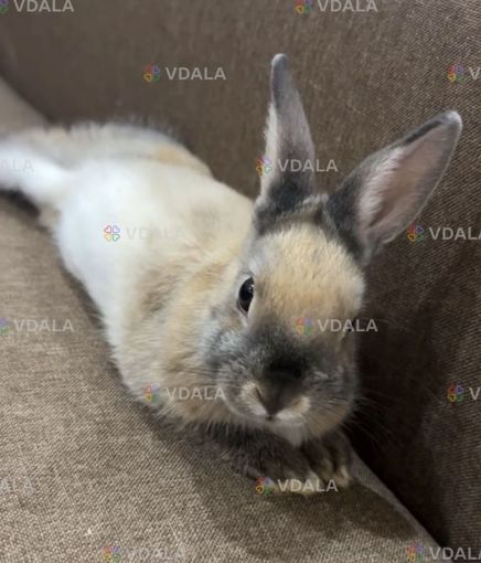 Віддам у добрі руки декоративного кролика Віддам у добрі руки декоративного кролика - VDALA.PRO