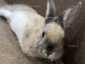 Віддам у добрі руки декоративного кролика - 1 Віддам у добрі руки декоративного кролика - VDALA.PRO - 1