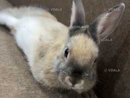 Віддам у добрі руки декоративного кролика - VDALA.PRO