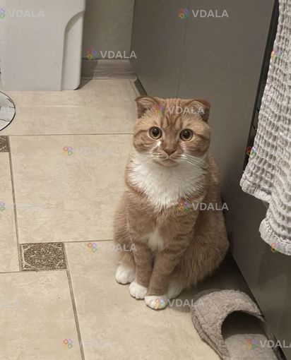 Віддам в добрі руки котика Віддам в добрі руки котика - VDALA.PRO