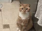 Віддам в добрі руки котика - 1 Віддам в добрі руки котика - VDALA.PRO - 1