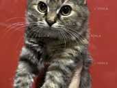 Котенок девочка ищет дом Котенок девочка ищет дом - VDALA.PRO - 1