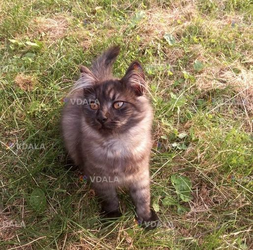 віддам гарних кошенят в добрі руки віддам гарних кошенят в добрі руки - VDALA.PRO