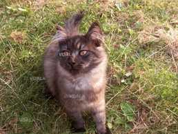 віддам гарних кошенят в добрі руки - VDALA.PRO