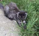 віддам гарних кошенят в добрі руки - 2 віддам гарних кошенят в добрі руки - VDALA.PRO - 2