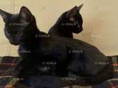 Віддамо киць безкоштовно - 1 Віддамо киць безкоштовно - VDALA.PRO - 1