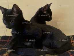 Віддамо киць безкоштовно - VDALA.PRO