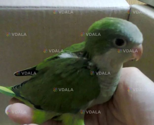 Папуга монах Квакер Каліта Папуга монах Квакер Каліта - VDALA.PRO