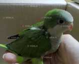 Папуга монах Квакер Каліта - 1 Папуга монах Квакер Каліта - VDALA.PRO - 1