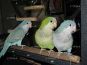 Папуга монах Квакер Каліта - 4 Папуга монах Квакер Каліта - VDALA.PRO - 4