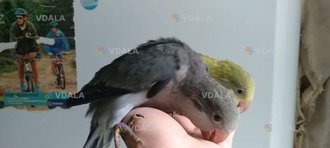 Попугай калита- монах птенец - выкормыш редкого окраса Попугай калита- монах птенец - выкормыш редкого окраса - VDALA.PRO