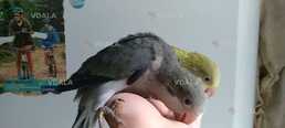 Попугай калита- монах птенец - выкормыш редкого окраса - VDALA.PRO