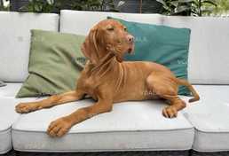 Щенок Венгерской Выжлы. Девочка - VDALA.PRO